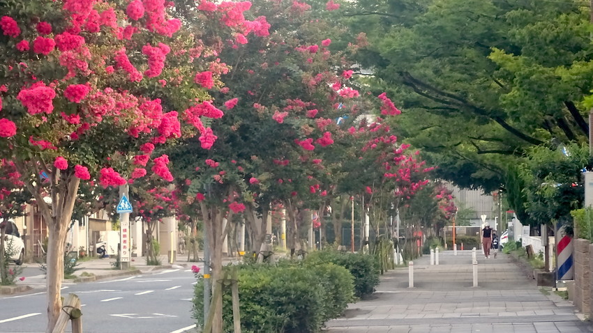 f:id:shioshiohida:20200813182427j:plain