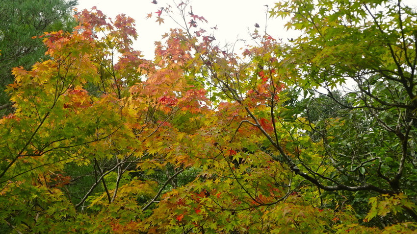 f:id:shioshiohida:20200929115312j:plain