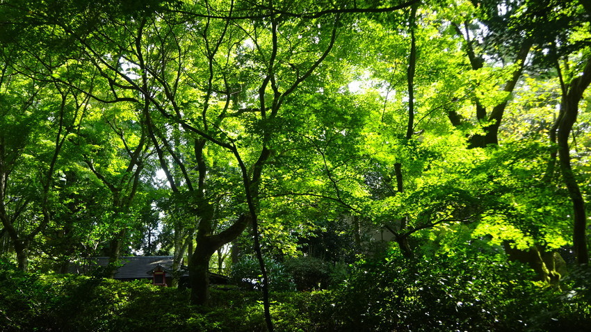 f:id:shioshiohida:20200929125243j:plain