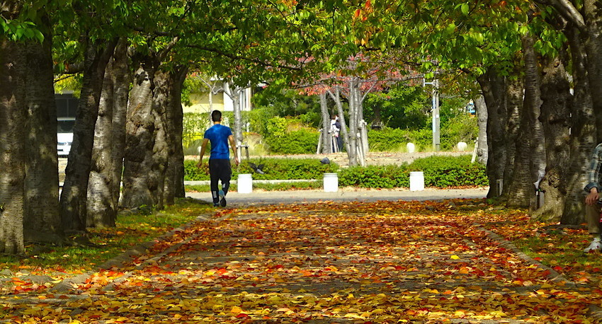 f:id:shioshiohida:20201108114218j:plain