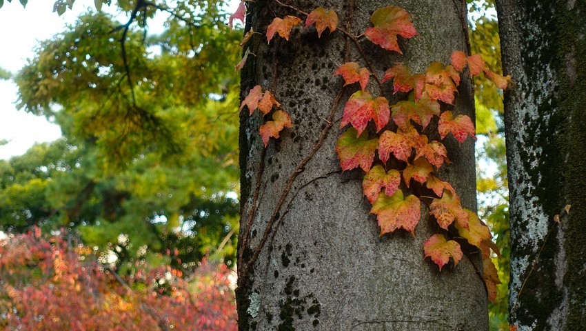f:id:shioshiohida:20201115161531j:plain
