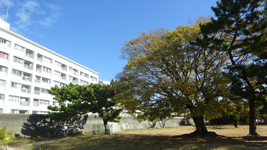 f:id:shioshiohida:20201124115814j:plain