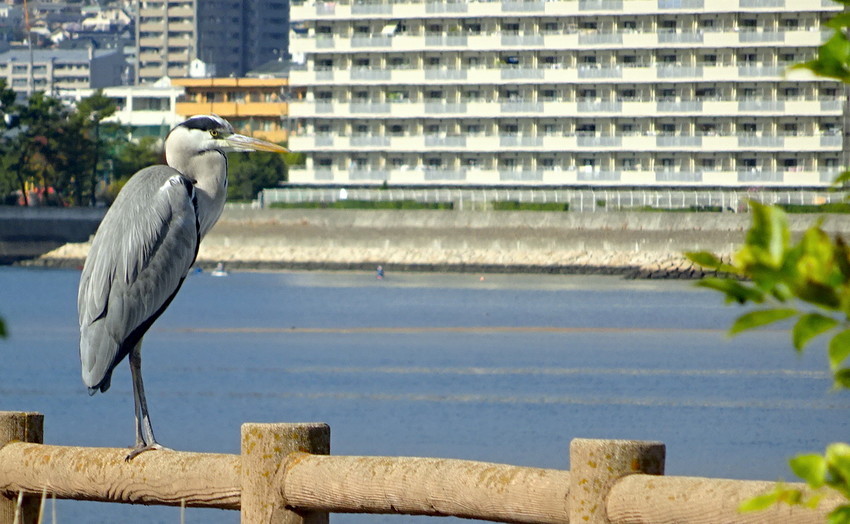f:id:shioshiohida:20201127113905j:plain