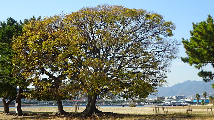 f:id:shioshiohida:20201127120640j:plain