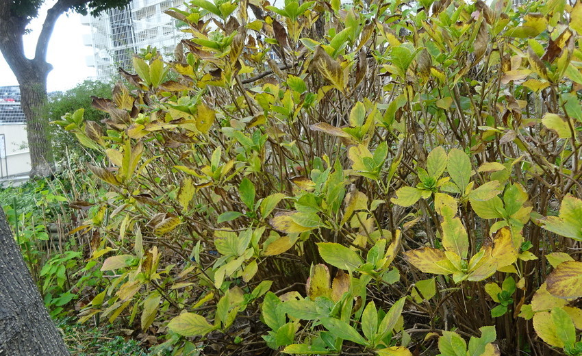 f:id:shioshiohida:20201201114759j:plain