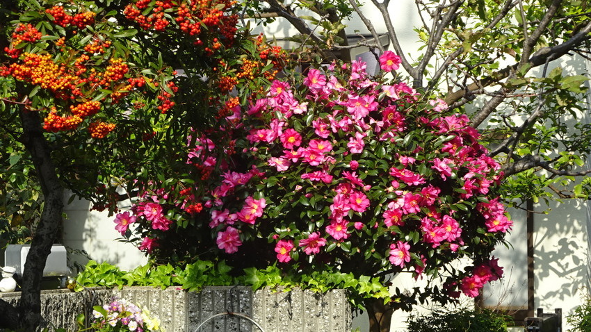 f:id:shioshiohida:20201208115056j:plain