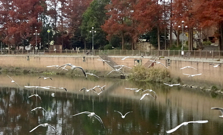 f:id:shioshiohida:20201212155813j:plain