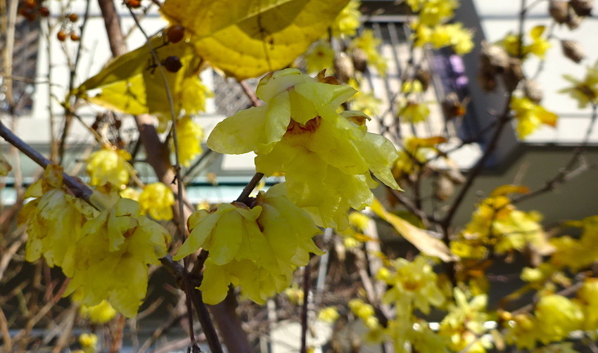 f:id:shioshiohida:20210101101004j:plain
