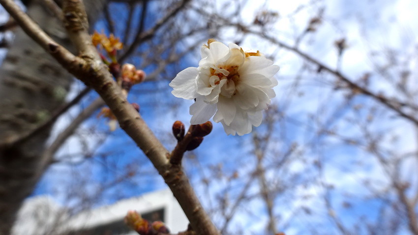 f:id:shioshiohida:20210106122017j:plain