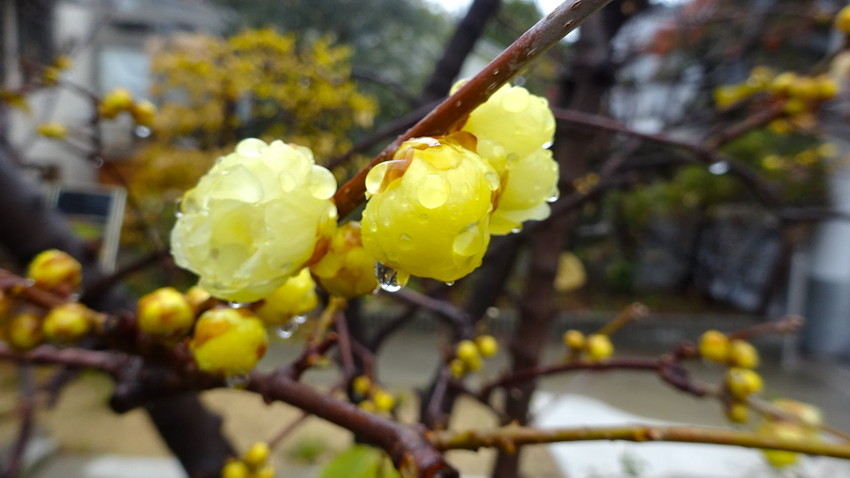 f:id:shioshiohida:20210112111846j:plain
