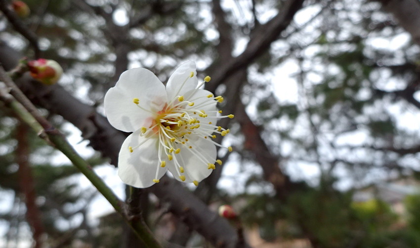 f:id:shioshiohida:20210127105009j:plain