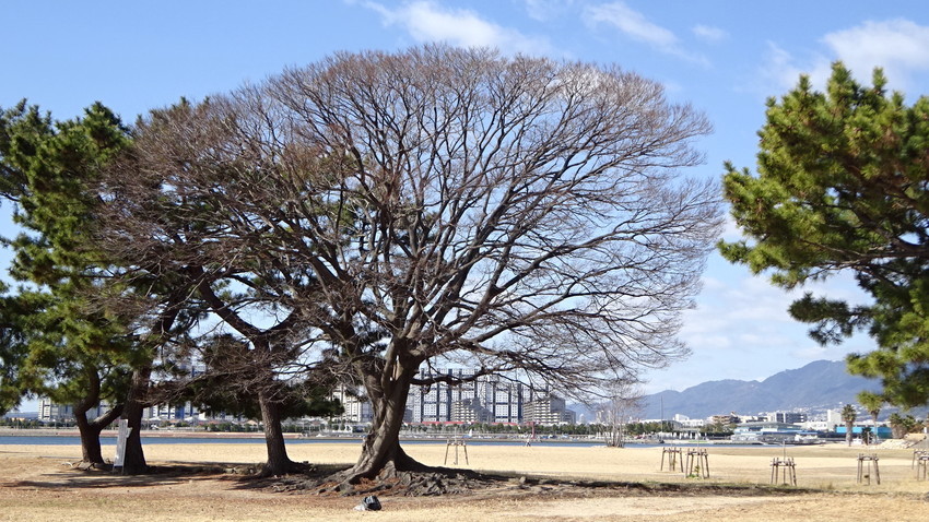 f:id:shioshiohida:20210303105420j:plain