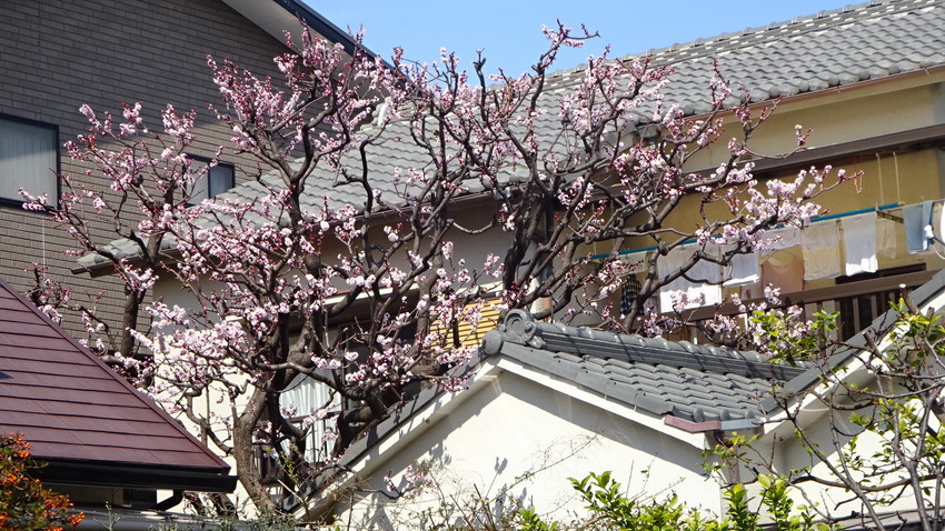 f:id:shioshiohida:20210306112752j:plain