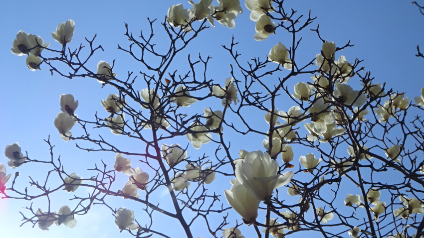 f:id:shioshiohida:20210308230418p:plain