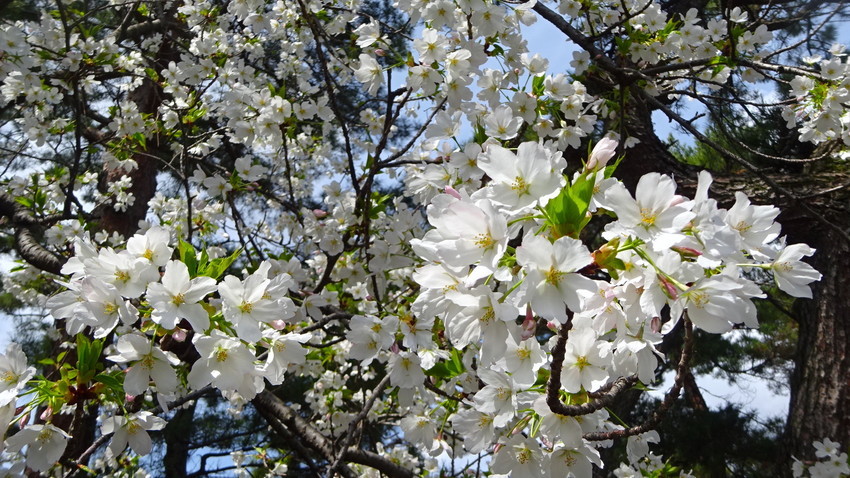 f:id:shioshiohida:20210322110559j:plain