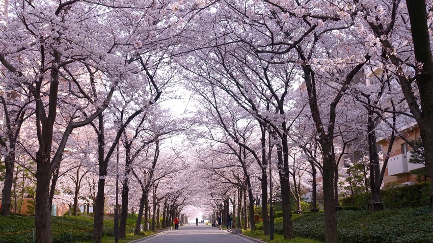 f:id:shioshiohida:20210329232138j:plain
