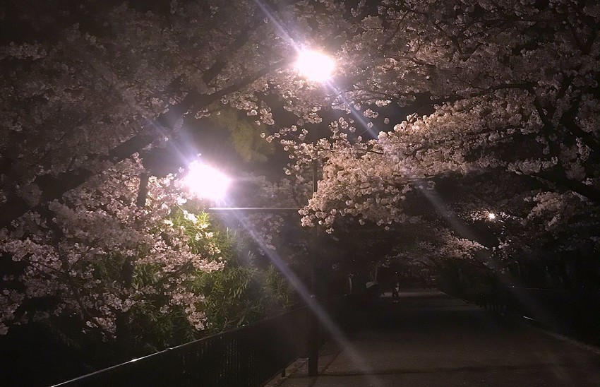 f:id:shioshiohida:20210330214930j:plain