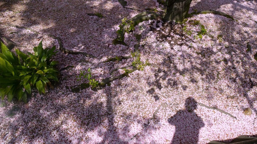 f:id:shioshiohida:20210405112953j:plain