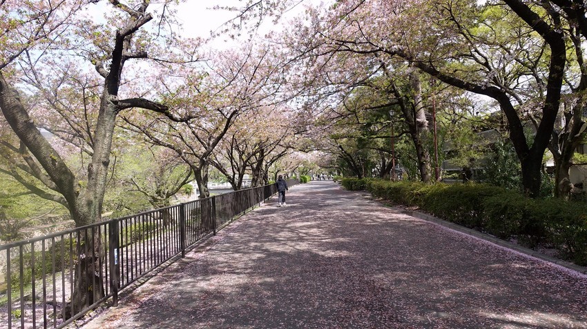 f:id:shioshiohida:20210405113233j:plain