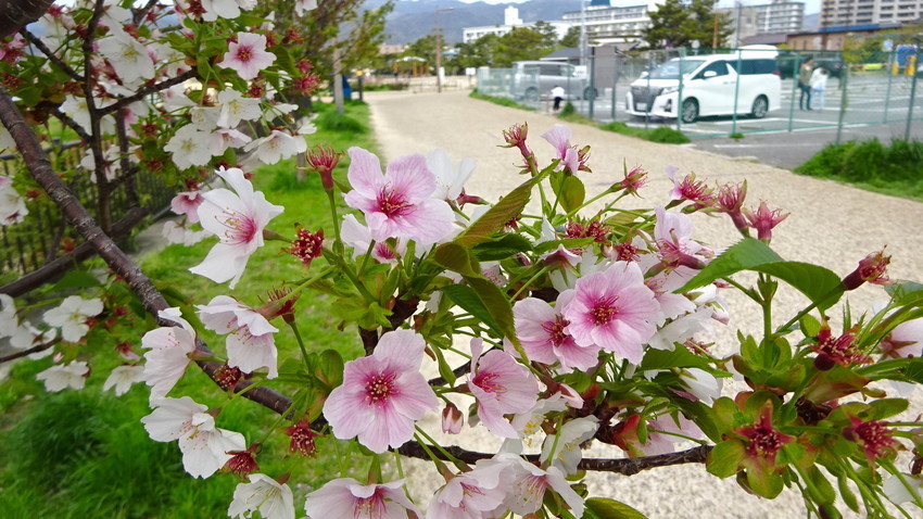 f:id:shioshiohida:20210406102124j:plain