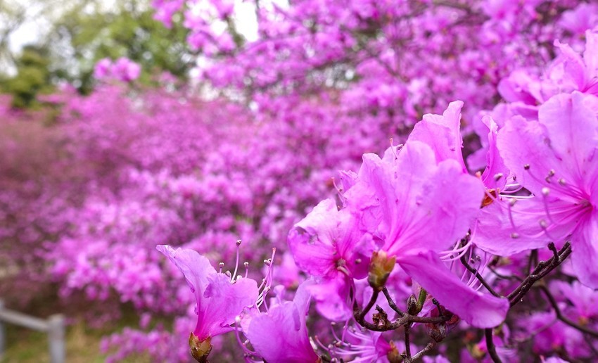 f:id:shioshiohida:20210406124955j:plain
