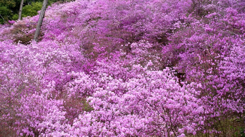 f:id:shioshiohida:20210406125008j:plain