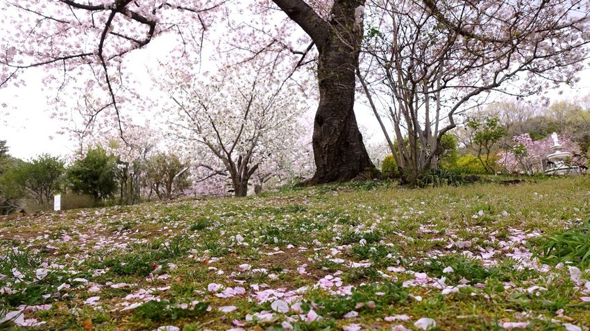f:id:shioshiohida:20210406125028j:plain