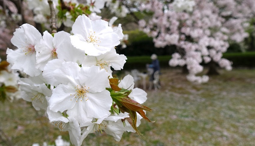 f:id:shioshiohida:20210406125034j:plain