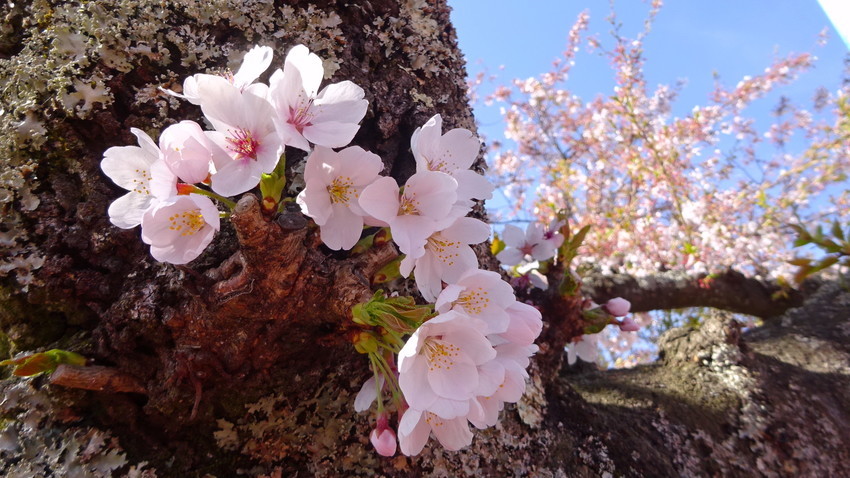 f:id:shioshiohida:20210410153416j:plain