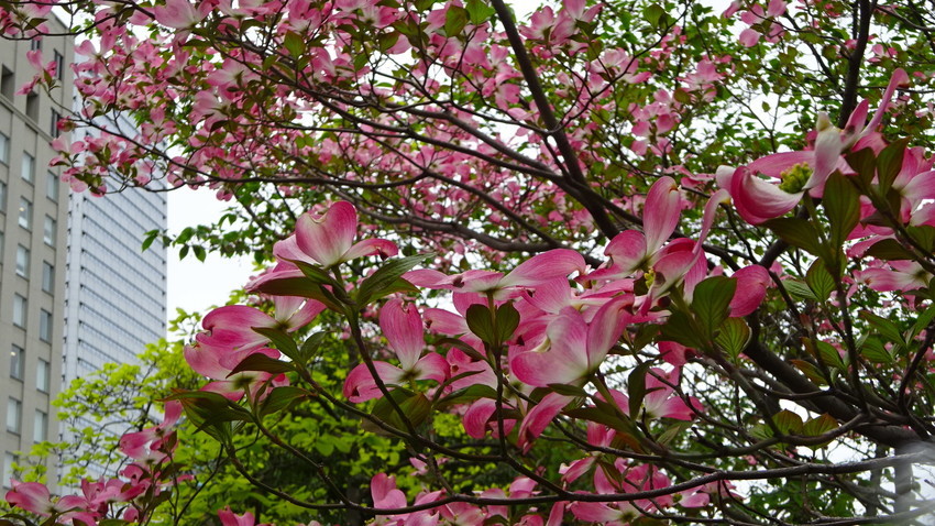f:id:shioshiohida:20210413143020j:plain
