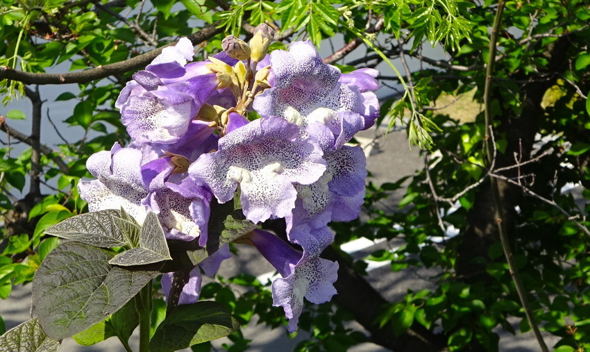 f:id:shioshiohida:20210421092402j:plain