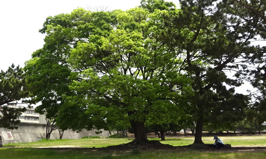 f:id:shioshiohida:20210423105805j:plain
