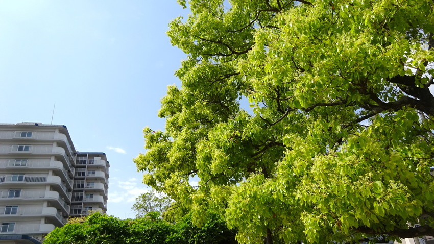 f:id:shioshiohida:20210501095526j:plain