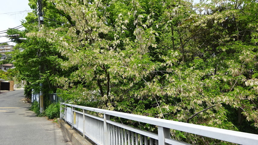 f:id:shioshiohida:20210504105057j:plain