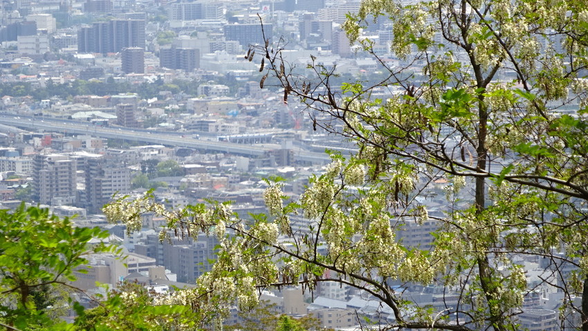 f:id:shioshiohida:20210504112037j:plain