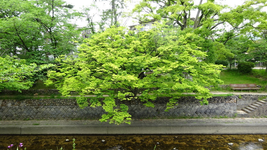 f:id:shioshiohida:20210512115055j:plain
