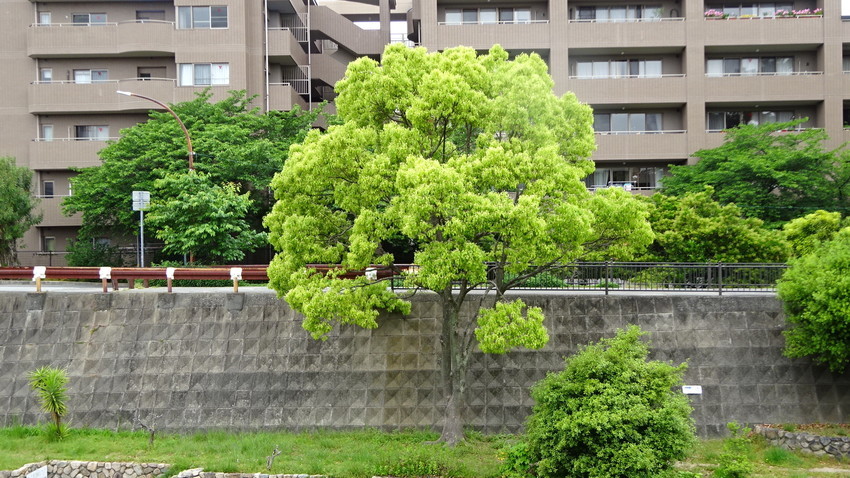 f:id:shioshiohida:20210512115345j:plain
