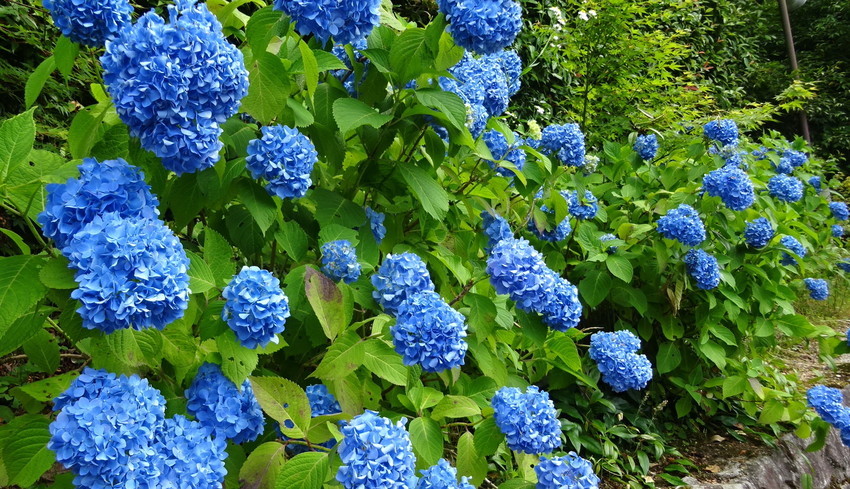 f:id:shioshiohida:20210608142037j:plain