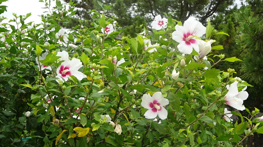f:id:shioshiohida:20210628112446j:plain