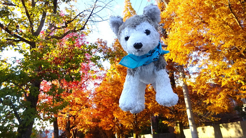 f:id:shioshiohida:20211127155212j:plain