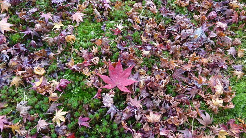 f:id:shioshiohida:20211203140310j:plain