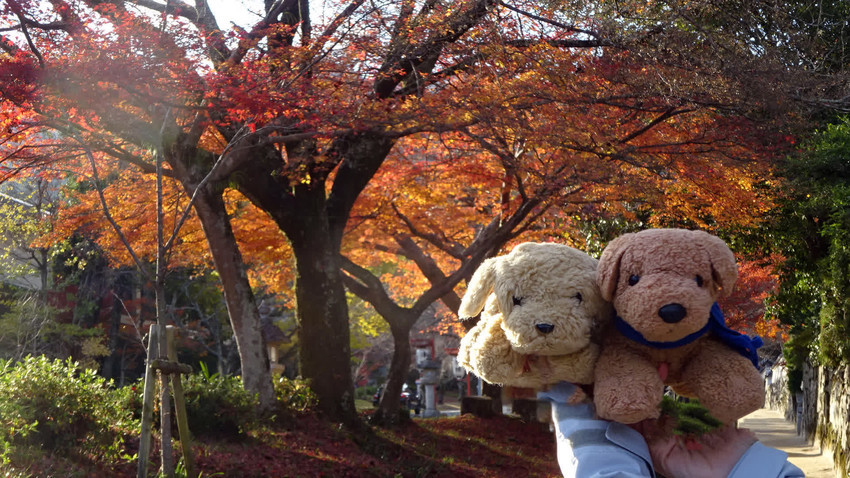 f:id:shioshiohida:20211203150659j:plain