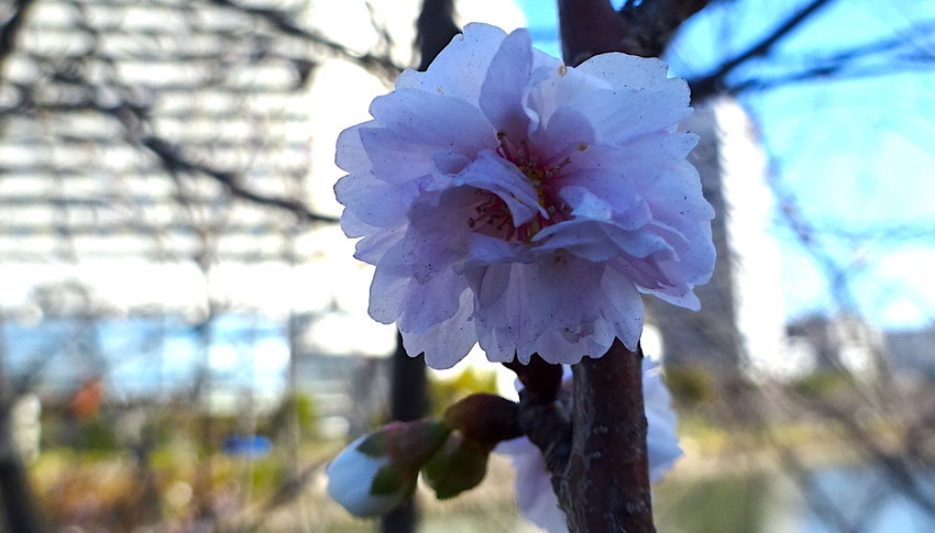 f:id:shioshiohida:20211223100248j:plain