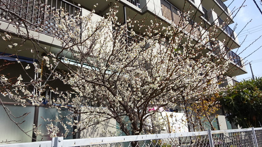 f:id:shioshiohida:20220305113439j:plain
