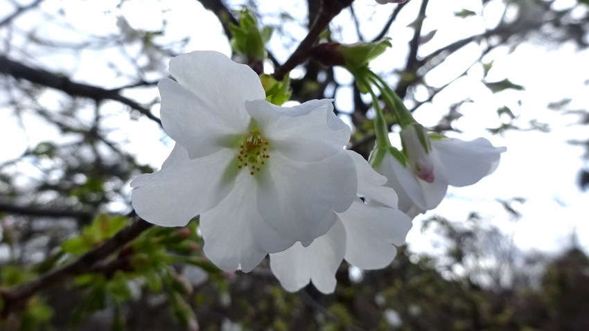 f:id:shioshiohida:20220320114010j:plain