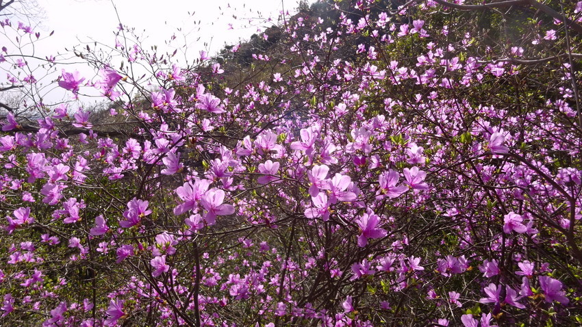 f:id:shioshiohida:20220405155156j:plain