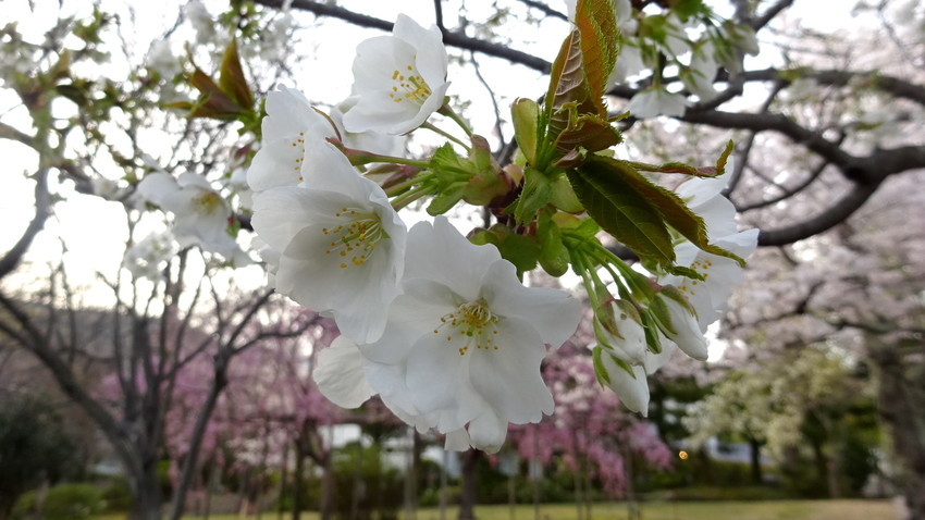 f:id:shioshiohida:20220405170727j:plain