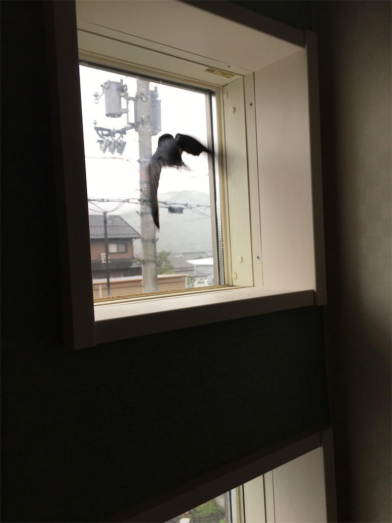 f:id:shiotani-ranch:20190425083648j:image f:id:shiotani-ranch:20190425083648j:image