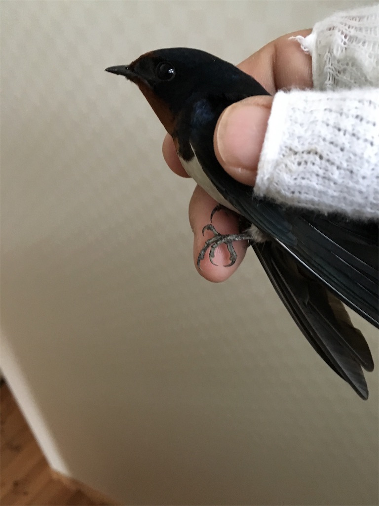 f:id:shiotani-ranch:20190425084010j:image f:id:shiotani-ranch:20190425084010j:image