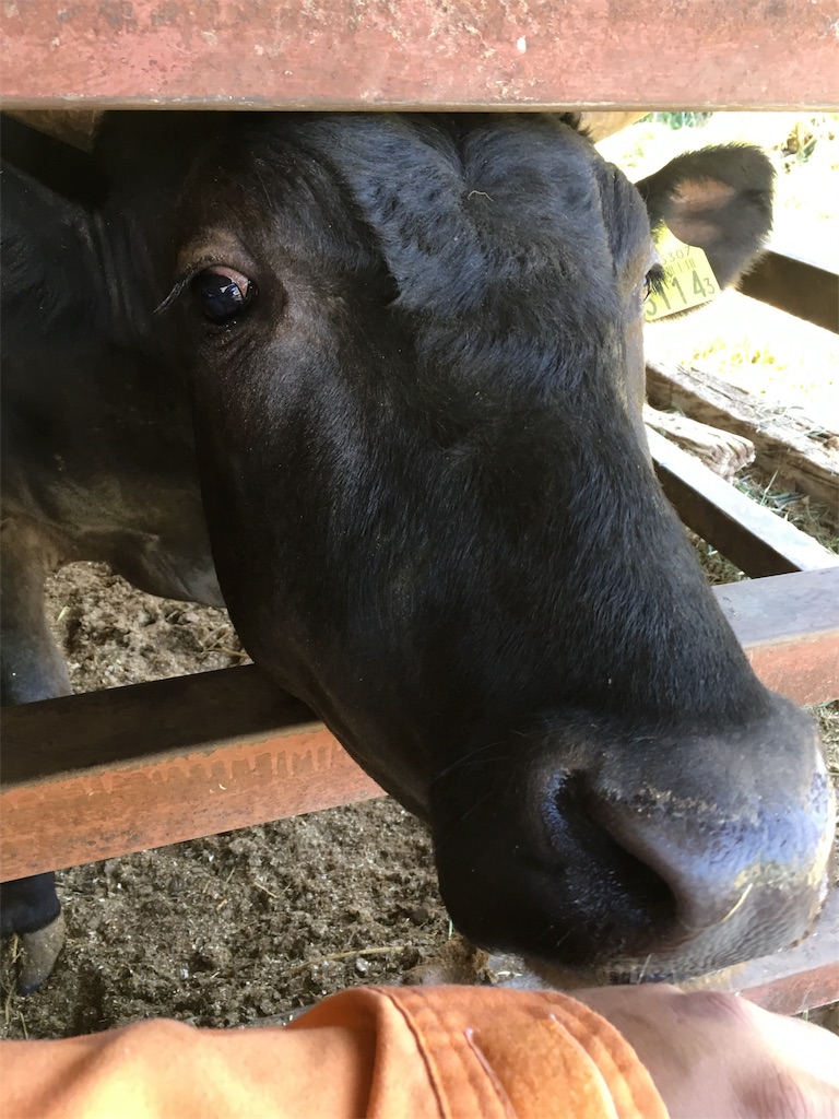 f:id:shiotani-ranch:20190511173240j:image f:id:shiotani-ranch:20190511173240j:image